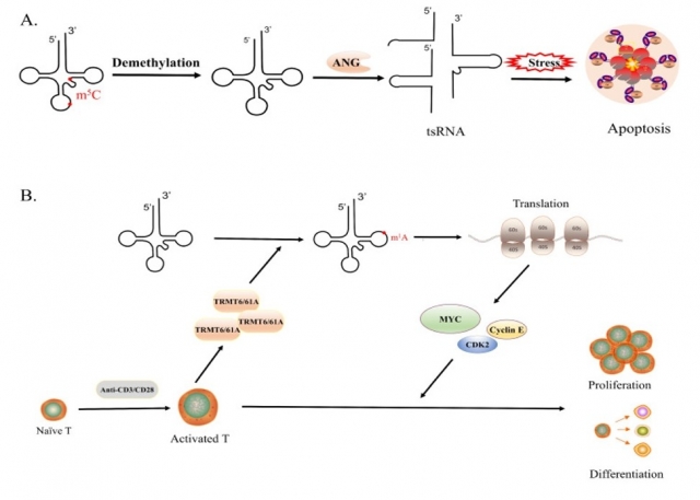 Advanced tRNA Modification Detection Solutions to Support Genetic Research